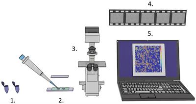 A simplified version of rapid susceptibility testing of bacteria and yeasts using optical nanomotion detection